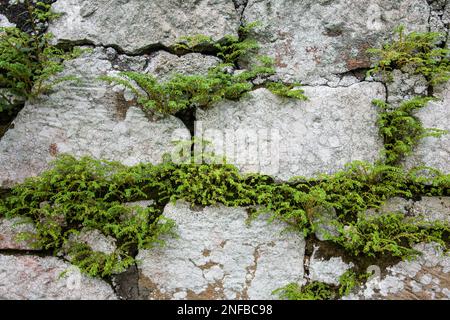 Fougères poussant sur les ruines de Panama Viejo ou du Vieux Panama, près de Panama ville, Panama. Panama Viego a été fondé en 1519 et détruit par Henry Morgan, t Banque D'Images