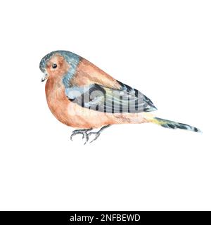 Aquarelle dessinés à la main et moucheinches. Une petite partie du grand ensemble BIRDS GARDEN Banque D'Images