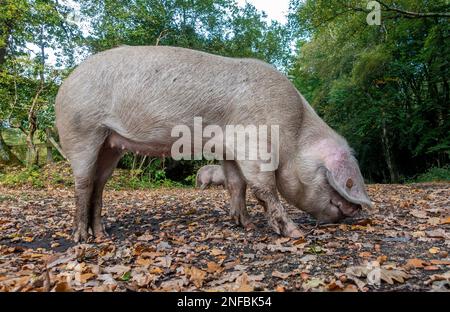 Pannage ou mât commun - les cochons domestiques en itinérance libre errent dans la Nouvelle forêt en septembre, lorsque les glands et autres noix tombent des arbres. Banque D'Images