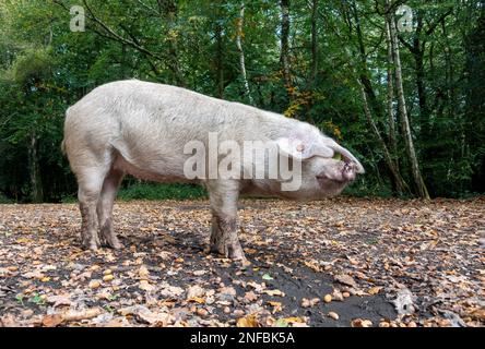 Pannage ou mât commun - les cochons domestiques en itinérance libre errent dans la Nouvelle forêt en septembre, lorsque les glands et autres noix tombent des arbres. Banque D'Images