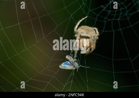 Araignée ORB weaver avec proie sur le web, Satara, Maharashtra, Inde Banque D'Images