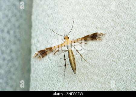 Papillon, espèce Emmelina, Satara, Maharashtra, Inde Banque D'Images