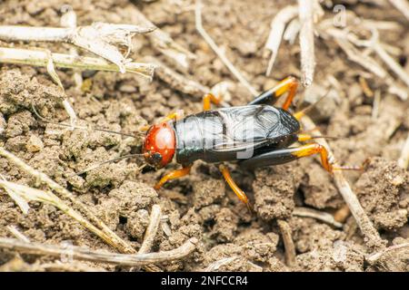 Cricket de la tête rouge, Satara, Maharashtra, Inde Banque D'Images