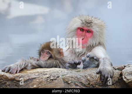 Singe-neige mère et enfant prenant la source chaude, à Nagano, Japon Banque D'Images