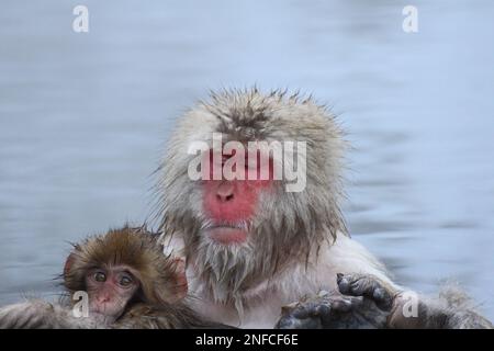 Singe-neige mère et enfant prenant la source chaude, à Nagano, Japon Banque D'Images