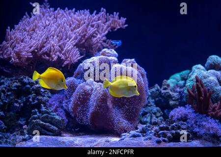 Décor de récif de corail avec tang jaune (Zebrasoma flavescens). Poisson d'aquarium marin populaire. Banque D'Images