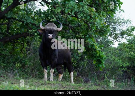 Indian Gaur a également appelé le bison indien, Bos Gaurus, Satara, Maharashtra, Inde Banque D'Images