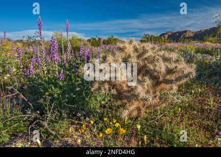 Lupin d'Arizona, cactus de la Jolla, coquelicots d'or, superbloom 2019, dans le canyon de Cottonwood, Colorado Desert, parc national de Joshua Tree, Californie, États-Unis Banque D'Images