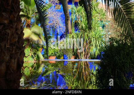 Jardins historiques de Majorelle (le jardin Majorelle) à Marrakech, Maroc. Banque D'Images