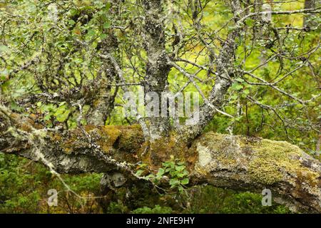 Nature forestière en Norvège. Randonnée nature à Sunnmore, Norvège. Écorce d'arbre recouverte de mousse, Alectoria sarmentosa (lichen commun des sorcières) et FLA Banque D'Images