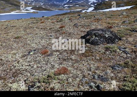 Cladonia rangiferina, connu sous le lichen des rennes. Le parc national de Jotunheimen, la Norvège. Banque D'Images