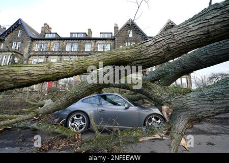 Une voiture Porsche 911 est endommagée par un arbre tombé à Harrogate, dans le North Yorkshire, à la suite de la tempête Otto. La tempête, la première à être nommée cet hiver, a été nommée Otto par l'Institut météorologique danois (DMI) et devrait causer des perturbations aux voyageurs dans les régions du nord du Royaume-Uni. Date de la photo: Vendredi 17 février 2023. Banque D'Images