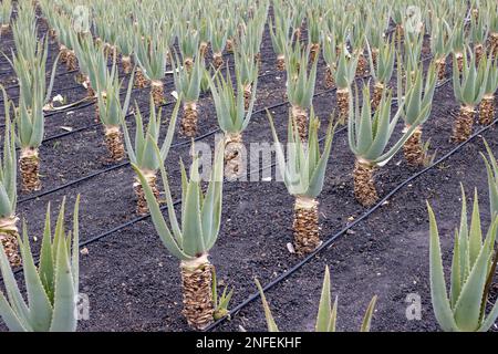 Culture de plantes d'aloe vera à l'extérieur. Connu pour leur efficacité médicale. La plantation et les produits de l'aloe vera ont la tradition à l'île. Tisca Banque D'Images