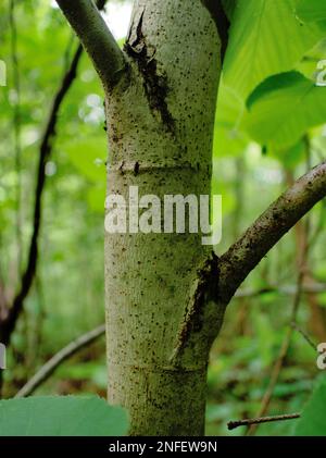 Un fruit mûr jaune pend d'un arbre vert luxuriant, suspendu dans l'air Banque D'Images