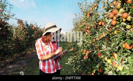 Vue d'une jeune agricultrice ou agronome travaillant dans le jardin des pommes, utilisant une tablette numérique pour un meilleur contrôle de la qualité, axée sur le travail. L'agriculture intelligente et l'agriculture numérique. Photo de haute qualité Banque D'Images