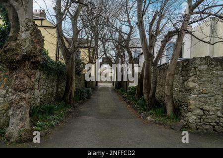 allée couverte d'un arbre menant à une rangée de maisons Banque D'Images