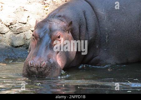 hippopotame dans un zoo de chiang mai (thaïlande) Banque D'Images