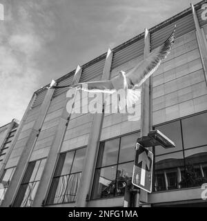 Mouettes volant bas dans un environnement urbain, Royaume-Uni Banque D'Images