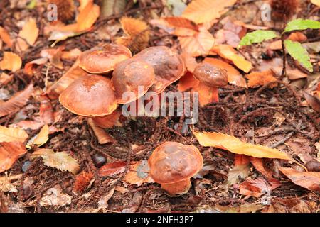 Gros plan sur un Neoboletus praestigator poussant dans les bois. Banque D'Images