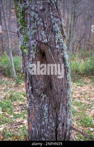 Tronc d'arbre avec fissures rides trous au milieu de la forêt formes étranges Banque D'Images