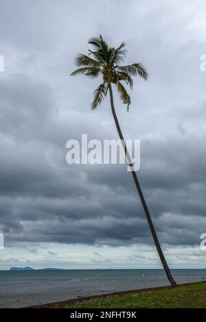 Palmier sur une plage tropicale avec espace de copie. Ciel couvert juste avant la tempête à Ko Lanta, Krabi, Thaïlande. Banque D'Images