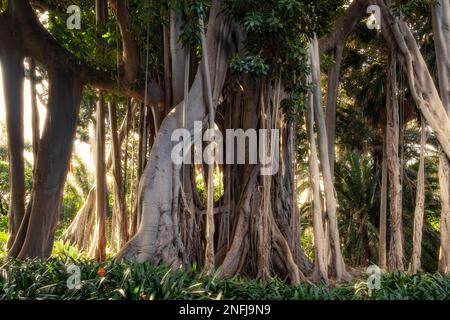 Grand arbre Ficus macrophylla en forêt tropicale Banque D'Images