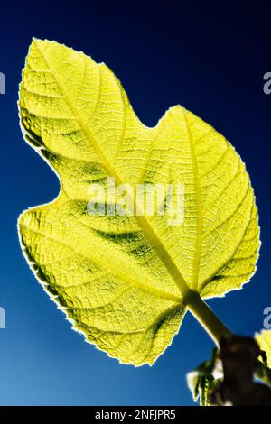 Gros plan d'une feuille de Fig en rétro-éclairage sur fond bleu dégradé. Banque D'Images