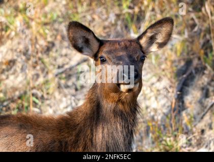 Wapiti sauvage gros plan femelle du nord de la Saskatchewan Banque D'Images