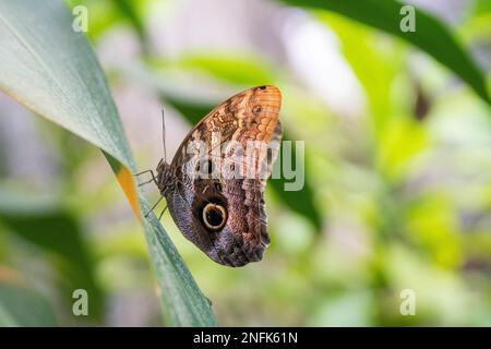 Hibou papillon (caligo memnon) sur une feuille d'orchidée. Banque D'Images