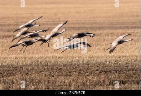 Grues du Canada des Prairies en vol et en danse d'accouplement Banque D'Images