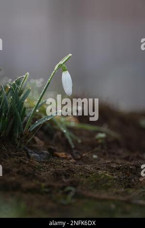 Gouttes de neige dans la rosée du matin. Banque D'Images