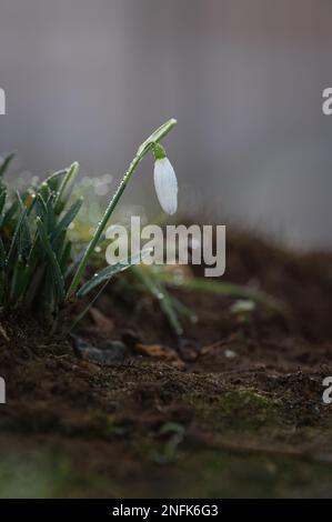 Gouttes de neige dans la rosée du matin. Banque D'Images