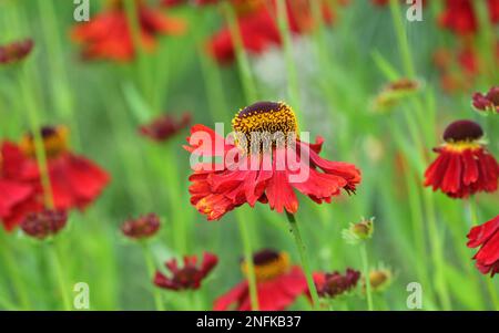 Red Helenium Flowers gros plan Banque D'Images