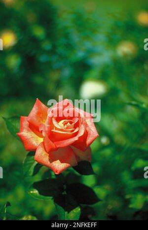 Royaume-Uni. Angleterre. Somerset. Fleurs de jardin. Rose (couleur pêche). Banque D'Images