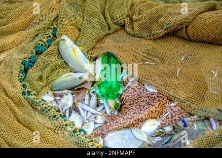 bouteille en plastique parmi les prises dans un filet de pêcheur. Côte sud du Sri Lanka dans l'océan Indien Banque D'Images