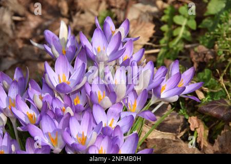 Crocus en pleine floraison en profitant du soleil d'hiver au-dessus de Dartford Central Park. Banque D'Images