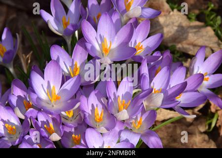 Crocus en pleine floraison en profitant du soleil d'hiver au-dessus de Dartford Central Park. Banque D'Images