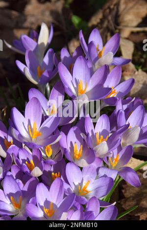 Crocus en pleine floraison en profitant du soleil d'hiver au-dessus de Dartford Central Park. Banque D'Images