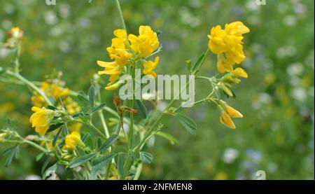 La faucille de luzerne (Medicago falcata) fleurit dans la nature Banque D'Images