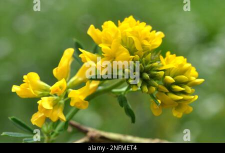 La faucille de luzerne (Medicago falcata) fleurit dans la nature Banque D'Images