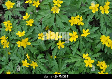 Au printemps, dans la forêt sauvage fleurit l'anémone jaune (Anemone ranunculoides). Banque D'Images