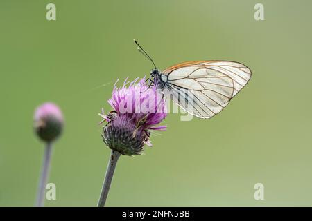 Blanc à veiné noir (Aporia cartaegi) se nourrissant de chardon, Bratsigovo, Bulgarie Banque D'Images