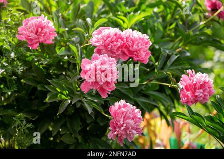 Belle brousse de pivoines roses dans le jardin Banque D'Images