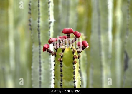 Gros plan d'une plante de cactus avec des fleurs Banque D'Images