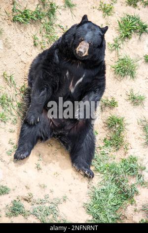 Ours noir, Ursus americanus, au sanctuaire de la vie sauvage de Keenesburg, Colorado, États-Unis Banque D'Images