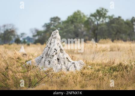 Colline termite, termites de la construction de monticule, monticule (Isoptera) en gris clair debout dans les prairies. Okavango Delta, Botswana, Afrique Banque D'Images