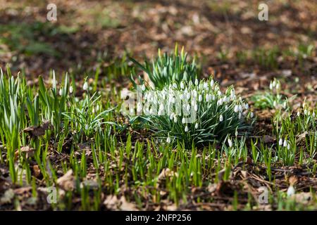 Les fleurs de Snowdrop (Galanthus) font le chemin à travers les feuilles mortes. Arrière-plan naturel du printemps. Banque D'Images