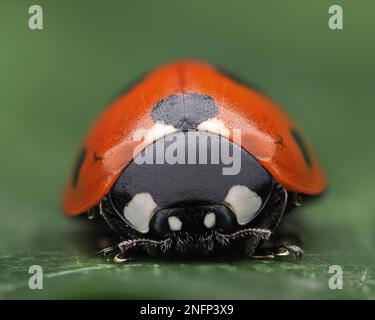 Hivernage de 7 spots Ladybird (Coccinella septempunctata) au repos sur la feuille de lierre. Tipperary, Irlande Banque D'Images