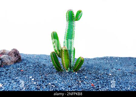 Tall green cactus qui poussent à travers le gravier contre mur blanc Banque D'Images