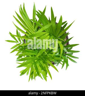 Vue du dessus de la plante en pot vert Chamedorea elegans isolated on white Banque D'Images